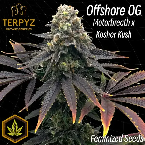 Offshore OG