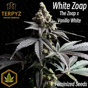 White Zoap
