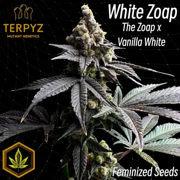White Zoap