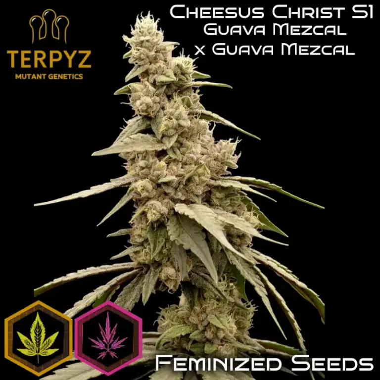 Cheesus Christ S1