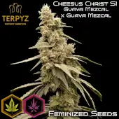 Cheesus Christ S1