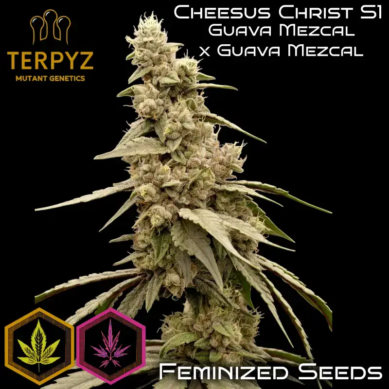 Cheesus Christ