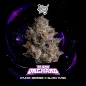 Black Orchard