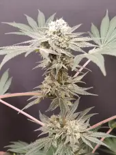 Adventure Mix Shiskaberry