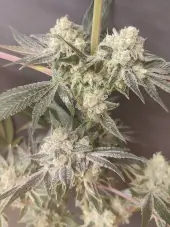 Adventure Mix Shiskaberry