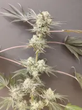 Adventure Mix Shiskaberry