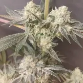 Adventure Mix Shiskaberry
