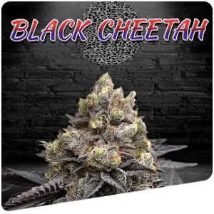 Black Cheetah