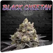 Black Cheetah