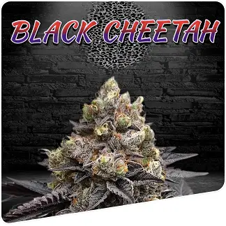 Black Cheetah