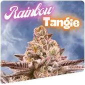 Rainbow Tangie Regular