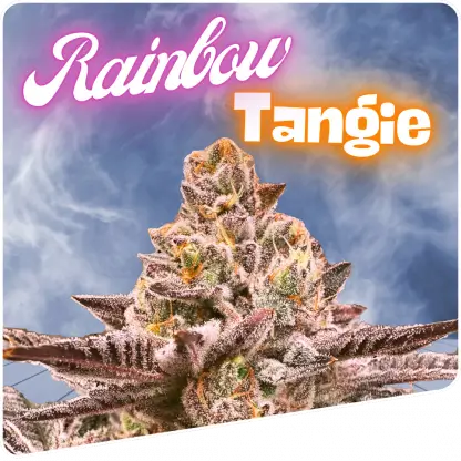 Rainbow Tangie