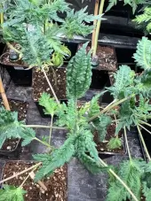Mentha de Croco