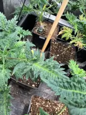 Mentha de Croco