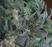 Mentha de Croco