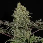 Mentha de Croco
