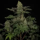 Mentha de Croco