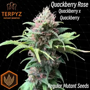 Quackberry Rose