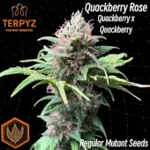 Quackberry Rose