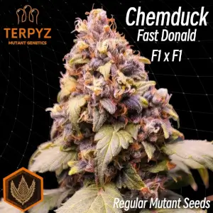 Chemduck F2 Duck