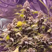 Chemduck F2 Duck