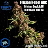Frisian Rebel ABC