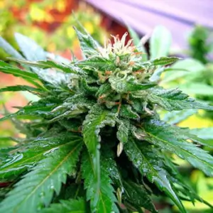 California Special 