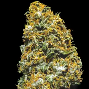 Cristal Paradise Reg