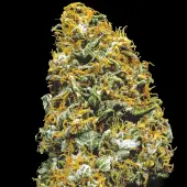 Cristal Paradise Reg
