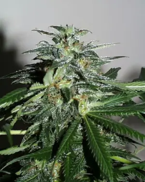 Cyber Cristal Reg