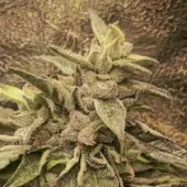 Deep Chunk