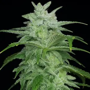Headbanger F2