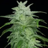 Headbanger F2