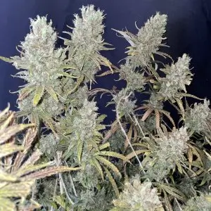 Special Original Haze