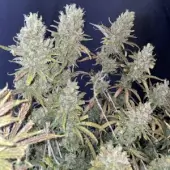 Special Original Haze