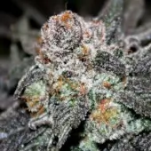 Tropical Mango