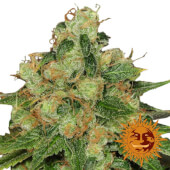 CBD Caramel - Regular 