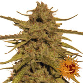 Pineapple Haze