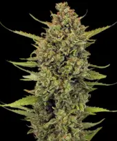 Acapulco Gold Regular