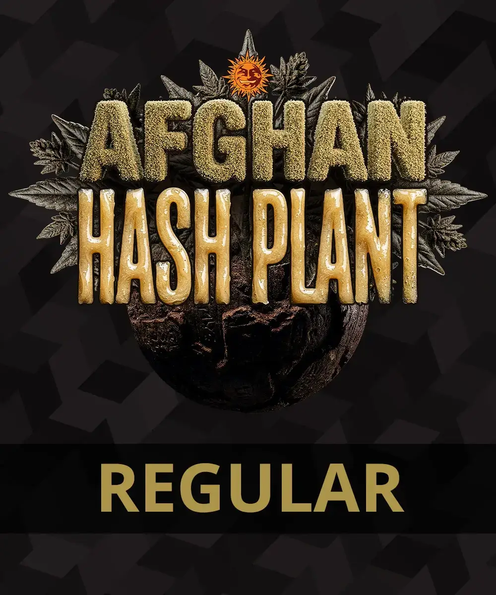 Afghan Hash Plant