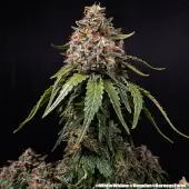 White Widow