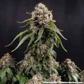 White Widow