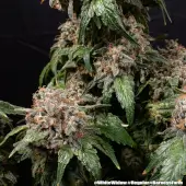 White Widow