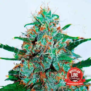 Critical Neville Haze Auto