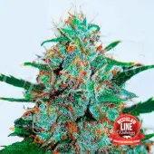 Critical Neville Haze Auto