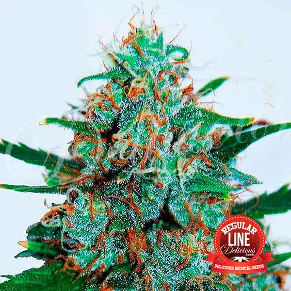 Critical Neville Haze Auto