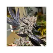 Blueberry