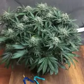 Blueberry
