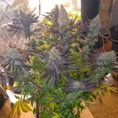 Blueberry