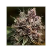 Blueberry